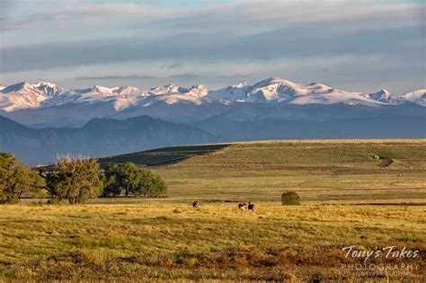 The golden plains and snow-capped mountains | Tony's Takes Photography