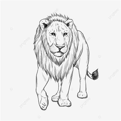 Lion Art PNG Picture, Lion Line Art, Line Art, Line, Black And White ...