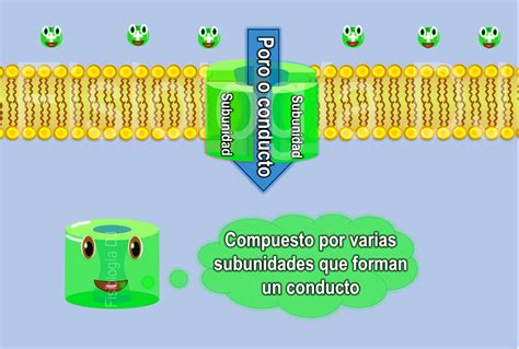 Tipos De Canais Ionicos