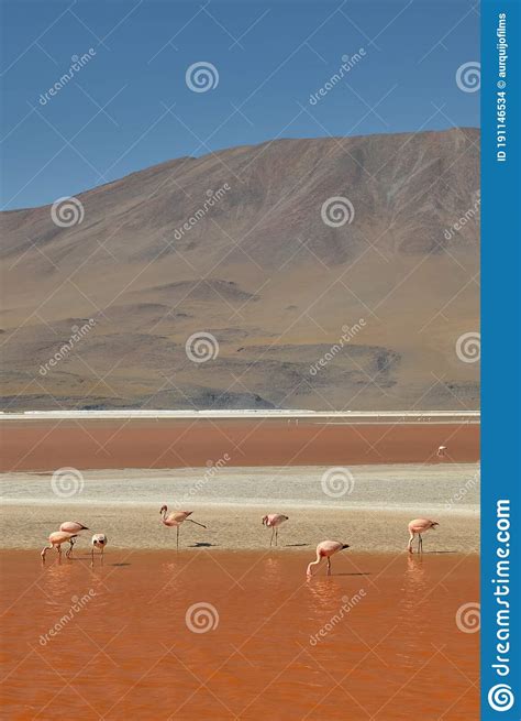 Aguas Rojas Y Flamencos En La Laguna De Colorada Al Sur De Bolivia