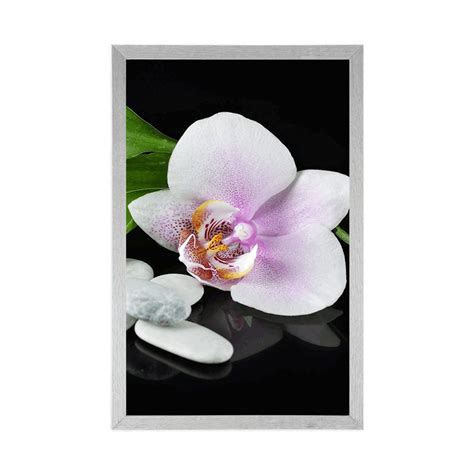 Poster Zen Steine Und Orchidee Dovido De