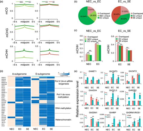 Active Rnadirected Dna Methylation During The Tissue Culture And