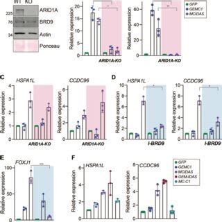 Transcriptional Dependence On Swi Snf Subcomplexes A Validation Of