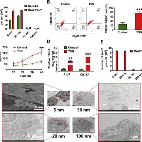 The Cellular Uptake And Penetration Of Peg Aunps A Quantitative Download Scientific Diagram