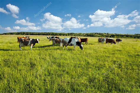 Cows Grazing In Green Meadow — Stock Photo © Ivandzyuba 18366273