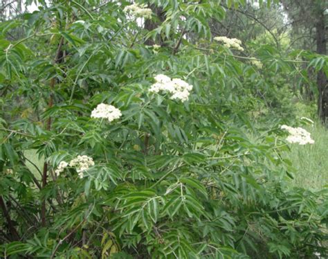 Blue Elderberry Sambucus Nigra Ssp Cerulea Native Plants Pnw