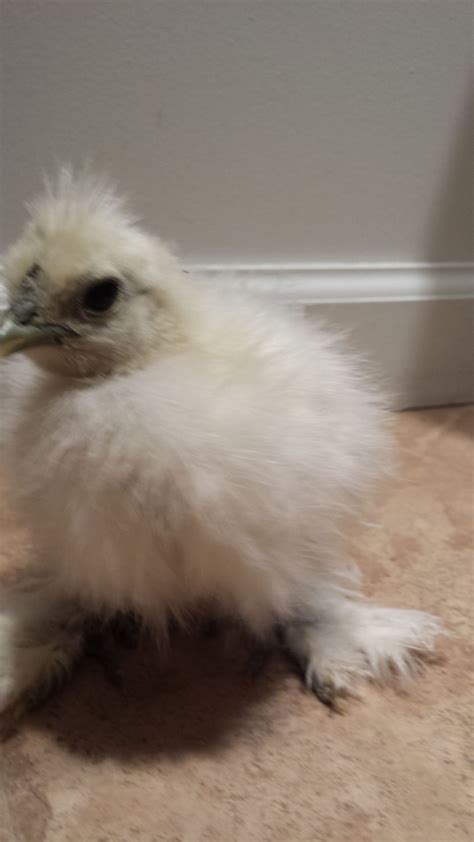 Silkie Sexing Backyard Chickens Learn How To Raise Chickens