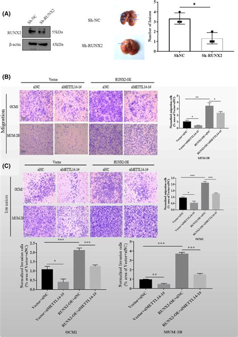 Role Of METTL14 And RUNX2 In Metastasis A Knockdown Of RUNX2