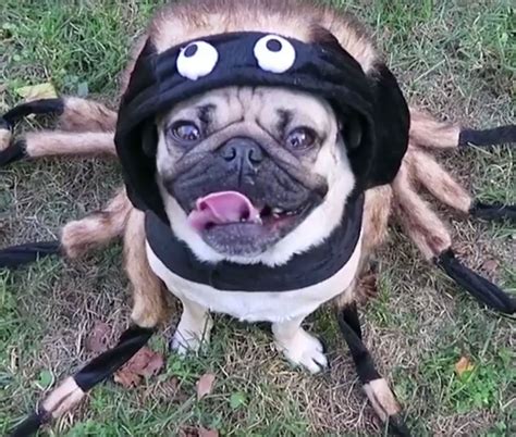 Video: Pug Makes the Sweetest Spider in His Halloween Costume