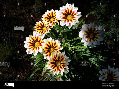 Gazania Splendens Banque D Image Et Photos Alamy