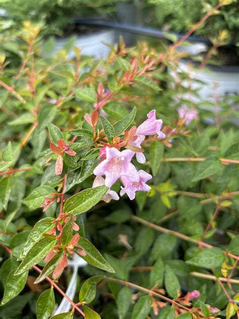 Abelia X Grand Edward Goucher Abelia Edward Goucher Behmerwald