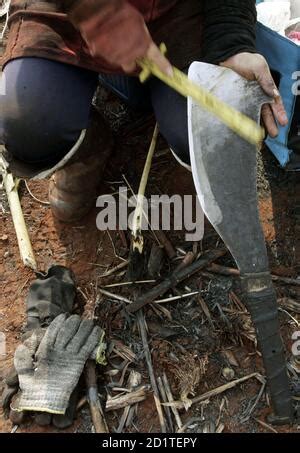 Mechanized Harvesting Plantation Of Cane Sugar Stock Photo Alamy