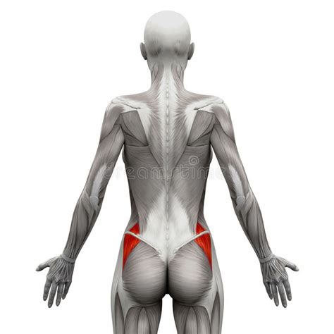 Your "Other" Glute Muscle - Roots