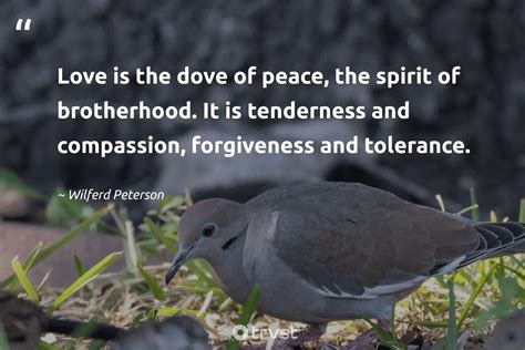 40 Dove Quotes About Our Peaceful Feathered Friends