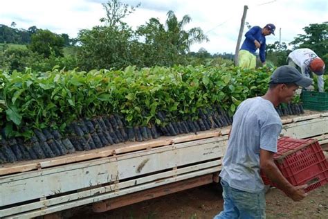 Programa Plante Mais entrega mais 490 mil mudas de café clonal na