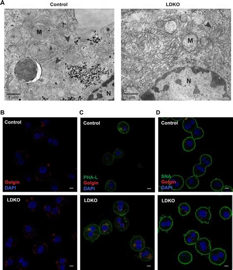 LDKO Hepatocytes Exhibit Golgi Structural Defects A Electron