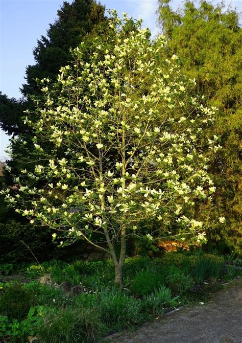 Magnolia Butterflies 8 Pot Hello Hello Plants