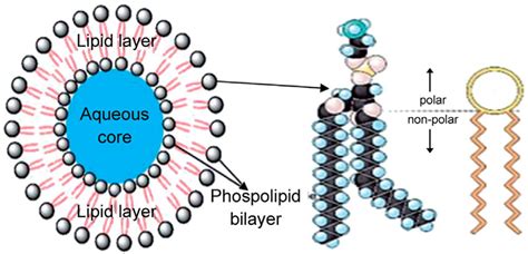 Liposome Structure