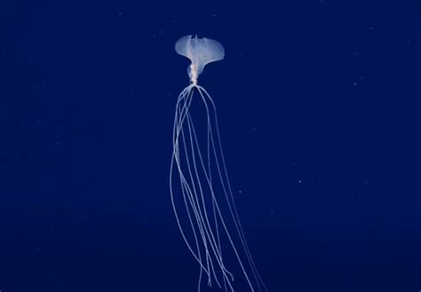 Mysterious Bigfin Squid Caught Walking On Long Arms In Rare Deep Sea