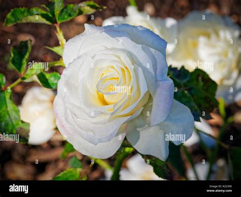 Close Up Of Fully Open White Rose With Pink Tinged Petals Growing In A