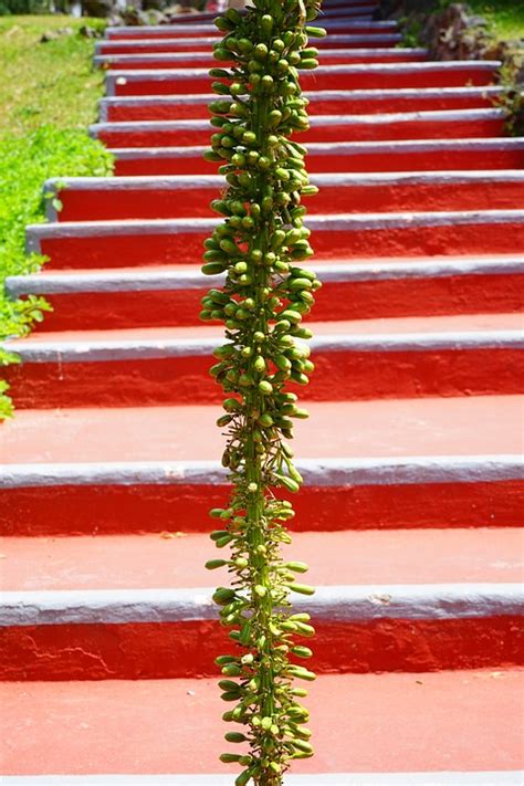 Agave Blütenstand Pflanze Kostenloses Foto auf Pixabay Pixabay