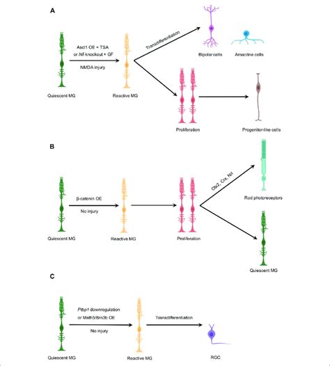 Schematic Illustration Of Mg Derived In Vivo Neurogenesis In The