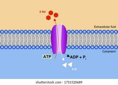 Sodium Potassium Pump Ck Foundation Off