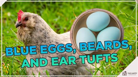 Araucana Chickens Exposed The Ultimate Guide To Blue Egg Layers Youtube