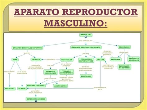 Aparato Reproductor Masculino Mapa Conceptual ¡guía Paso A Paso