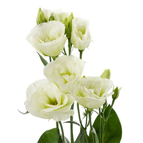 Eustoma Russellianum F1 Eustoma Russellianum F1 Cessna Green III