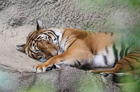 Picture 1 of 4 - Indochinese Tiger (Panthera Tigris Corbetti) Pictures ...