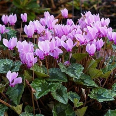 Cyclamen Hederifolium Autumn Flowering Hardy Pink Cyclamen