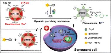 A near infrared fluorescent nanoprobe for senescence associated β