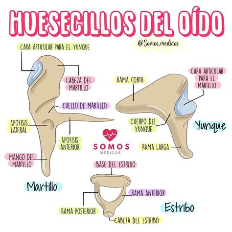 Huesecillos del oído Anatomia y fisiologia Anatomia y fisiologia