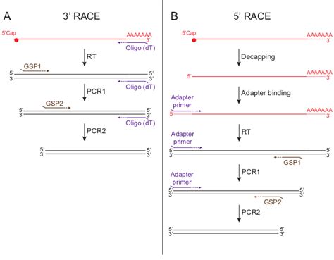 Rapid Amplification Of Cdna Ends Video Jove