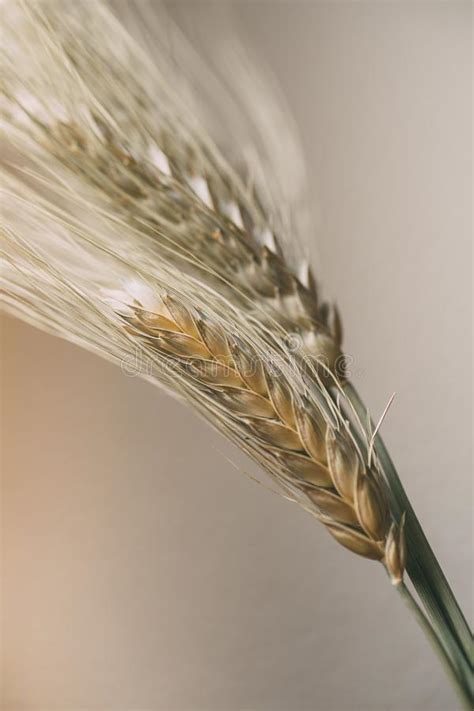 Orejas De Trigo Sobre Fondo Blanco Los Picos De Trigo Se Cierran