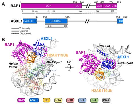 Overview Of The Structure Of BAP1 ASXL1 Bound To H2AK119Ub Nucleosome