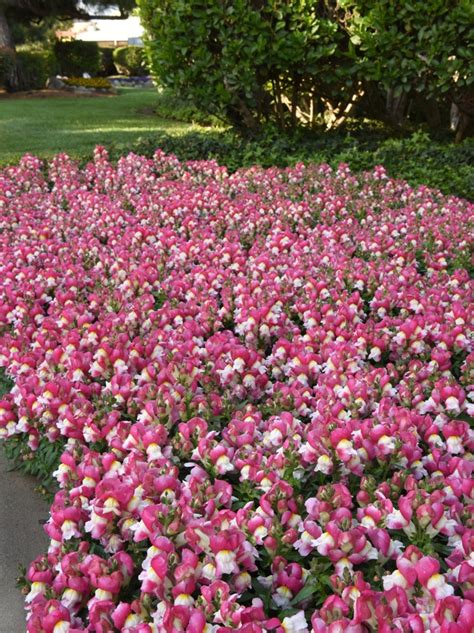 Antirrhinum Majus Snapshot Coral Bicolor Snapdragon Garden Center