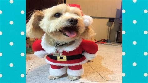 Dogs In Christmas Costumes | atelier-yuwa.ciao.jp