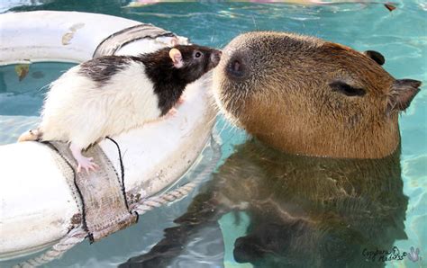 Why Do Animals Like Capybaras So Much 18 Pics Bored Panda