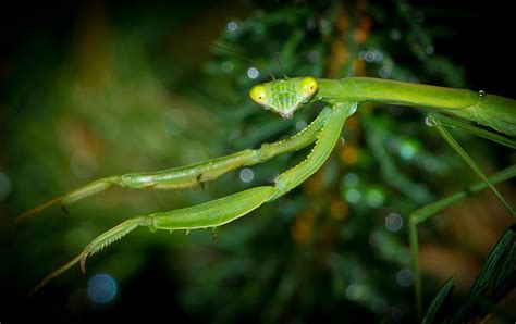 Praying Mantis Photograph By Kenneth Jaeger Fine Art America