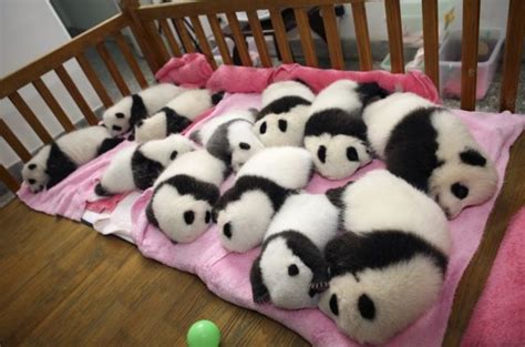 Twelve Adorable Fluffy Baby Panda’s Nap Time