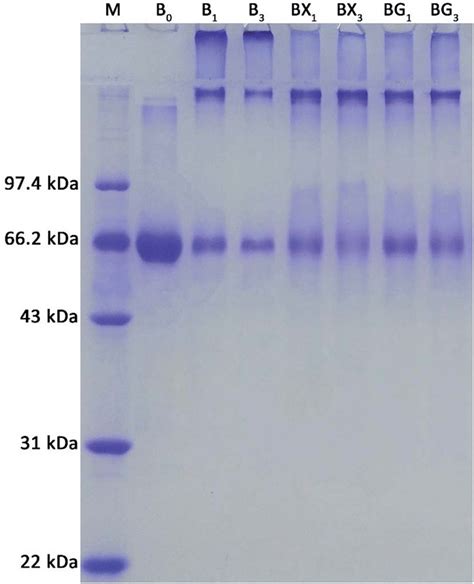 SDS PAGE Of BSA Heated And Or Glycated With Xyl Gal BSA B 10 Mg ML