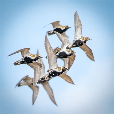 Golden Plovers In Flight 3 Of 3 Thank You All For Viewin Flickr