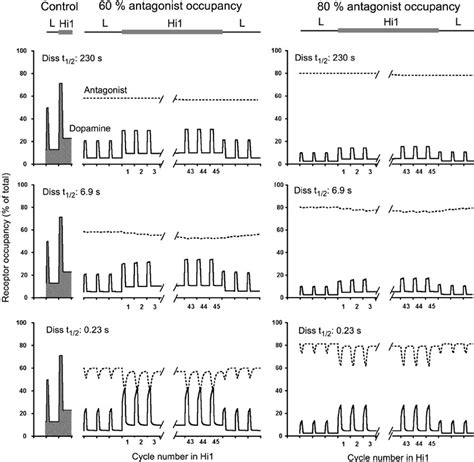 Simulated Time Related Changes In D 2 Receptor Occupancy By Dopamine