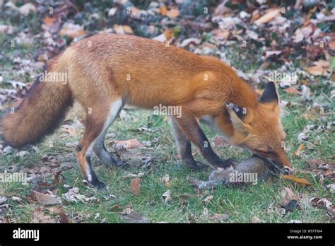 Red Fox Eating Squirrel Stock Photo - Alamy