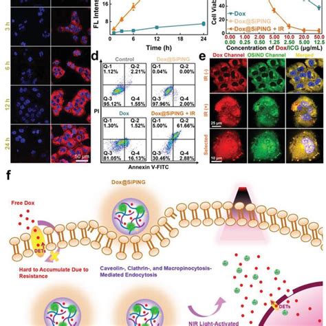 A Confocal Fluorescence Images Of MCF7 ADR Cells Treated With The Dox