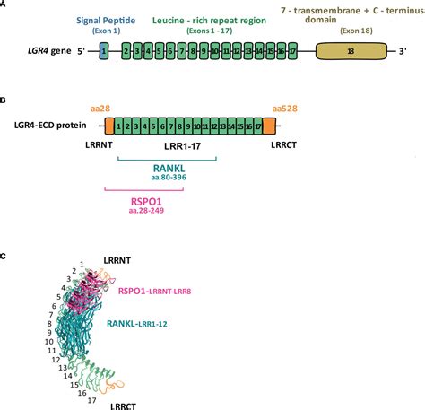 Frontiers LGR4 A G Protein Coupled Receptor With A Systemic Role