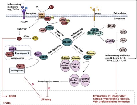 Card9 Mediated Signaling And Cardiovascular Diseases Jacc Basic To