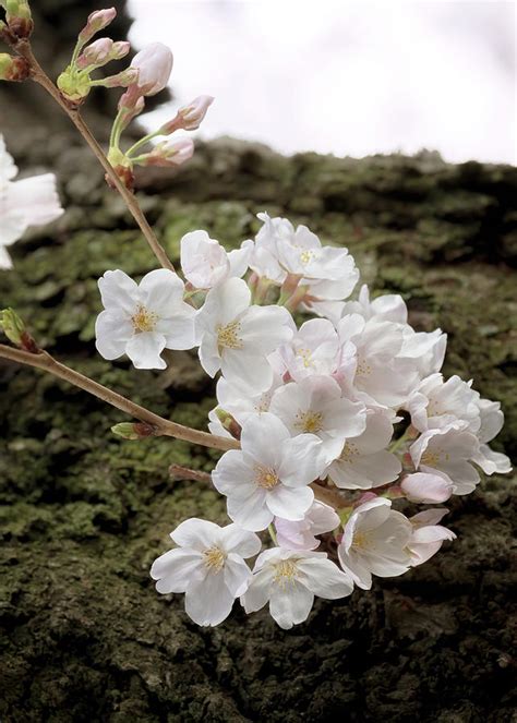 Cherry Blossoms 5 Photograph By Susan Rissi Tregoning Pixels